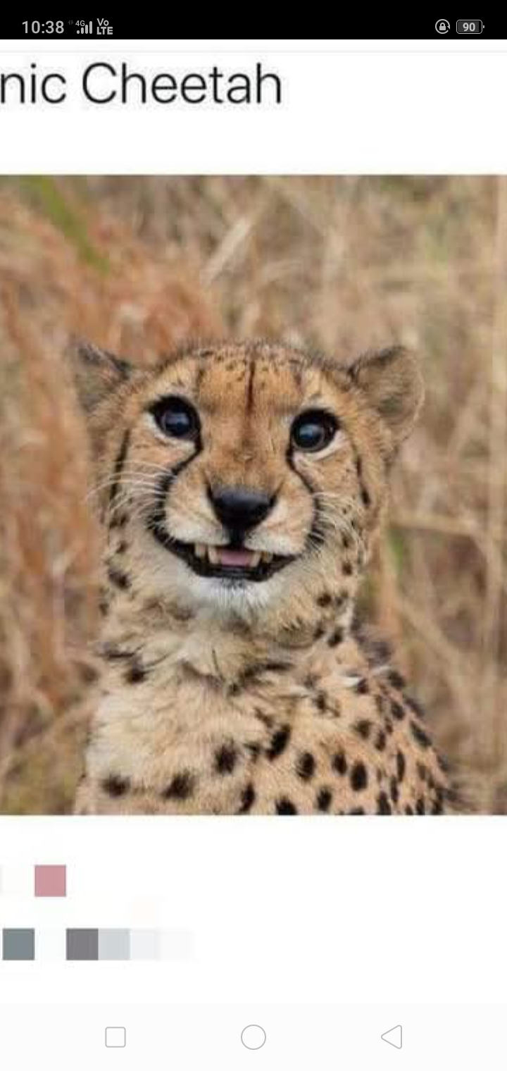 Cello Saint AI website