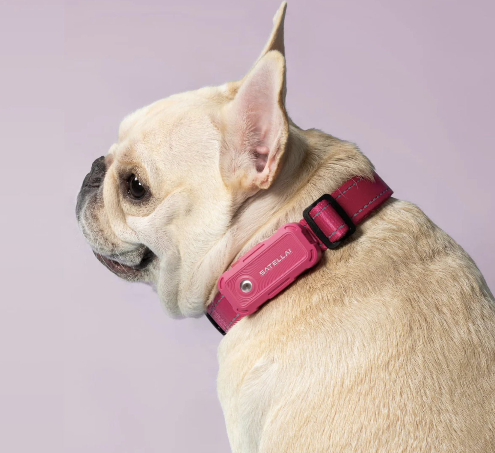SATELLAI Collar image