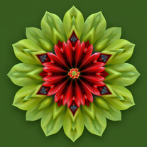 3D Mandalas and 3D patterns in the form of hibiscus