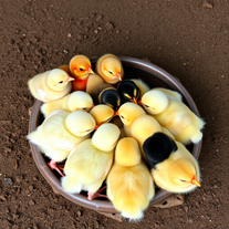 Baby Chicks