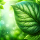 Botanica GPT icon