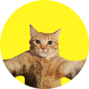 Cat Behavior GPT icon