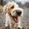 dog icon