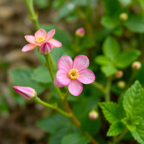 Foraging for spring ingredients for Fanta Wild Bloom