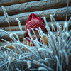 frosty autumn xmas icon