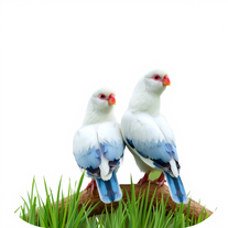 Gerador de garotas lindas e fofas