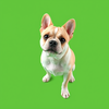 Green-screen-dog-creator icon
