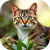 Image Generator Cats icon