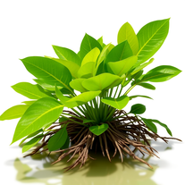 Mangroves identification tool for