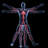 Minimally Anatomy Guru icon