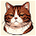 Molly the Cat icon