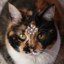 Nbula Tarot Cat