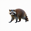 Photo-realistic raccoon generator icon
