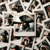 Polaroids of a Pirate icon