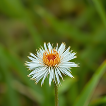 realistic photos of things no background