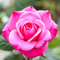 Rose, Rose, Rose, Rose icon