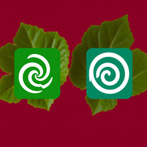 Sourcing springtime ingredients, like wild rhubarb, and design inspiration, incorporating spiral patterns, for rhubarb Jalebi.