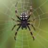 spider wallpapers icon