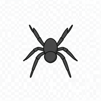 Spiders species for sale