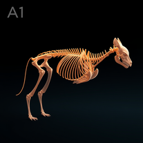 Ultra-Advanced Multi-Layer Anatomical Visualization — Reference-Accurate Biological Model