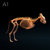 Ultra-Advanced Multi-Layer Anatomical Visualization — Reference-Accurate Biological Model icon