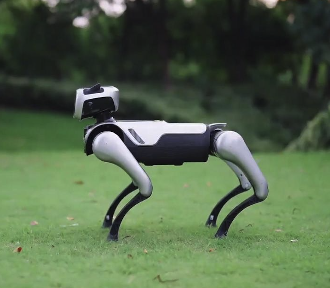MagicDog image