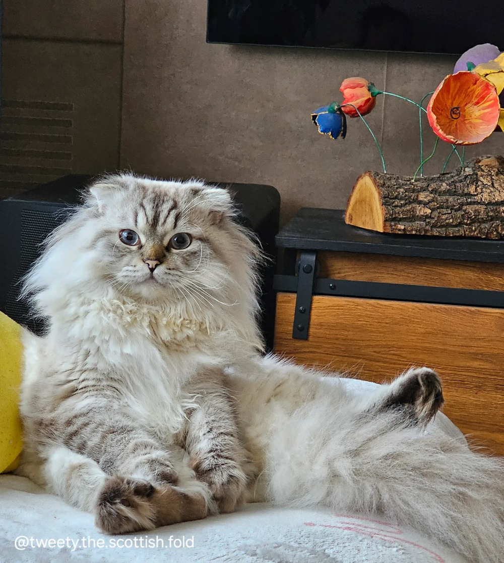 Scottish Fold Health Care Assistant website