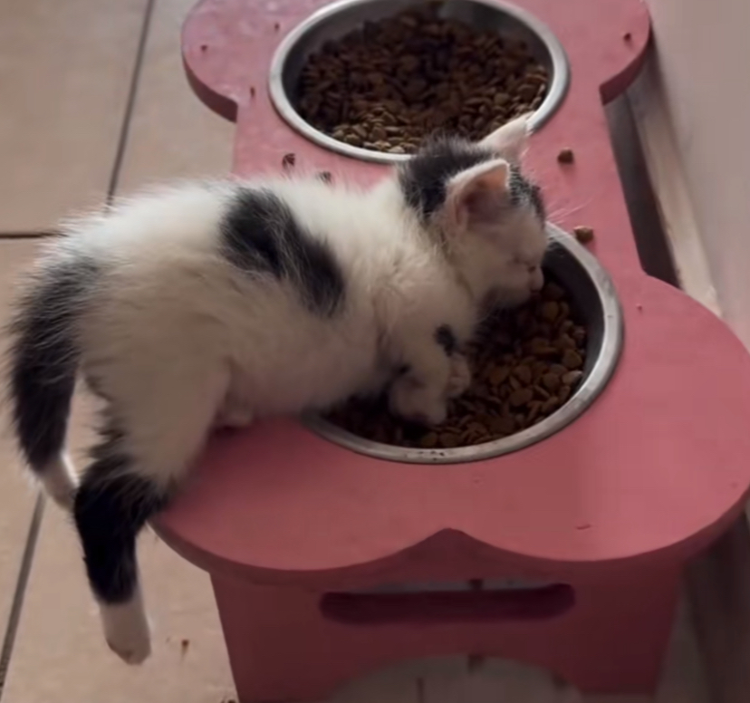 Alexis creater profile picture