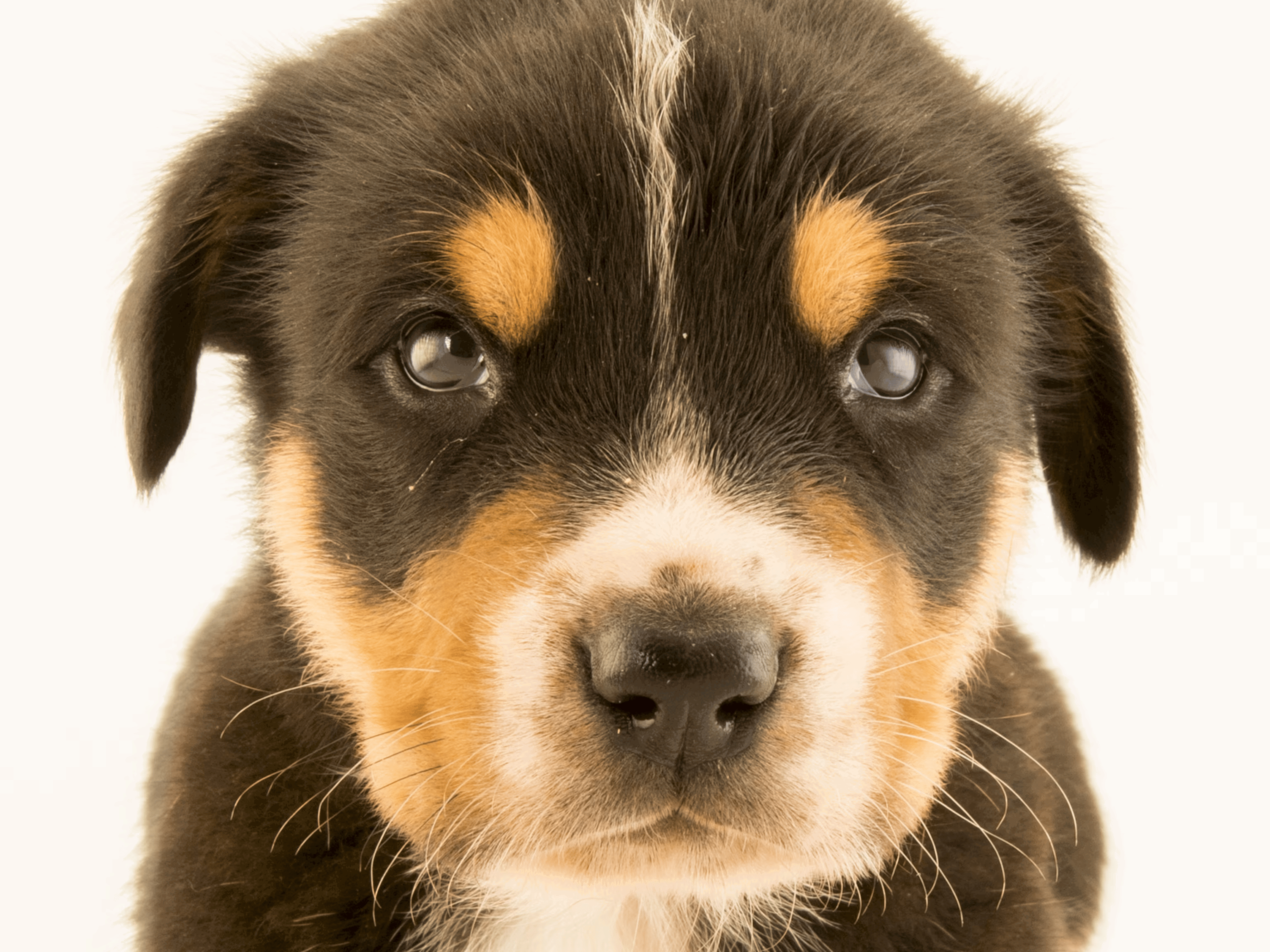 gowekaf22 profile picture