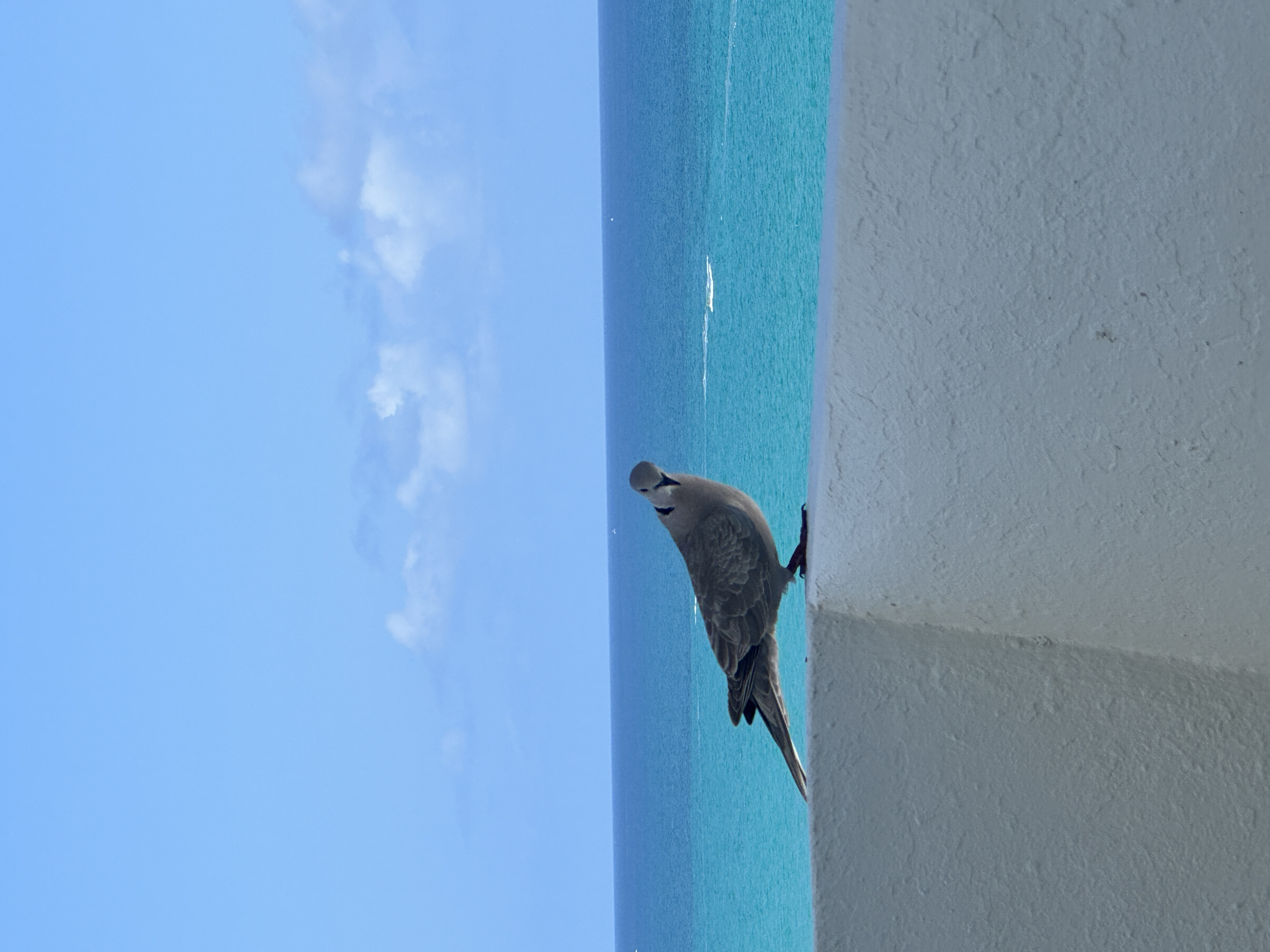 Manish profile picture