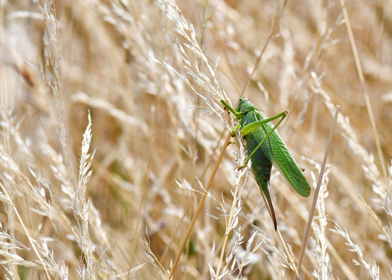 marek profile picture