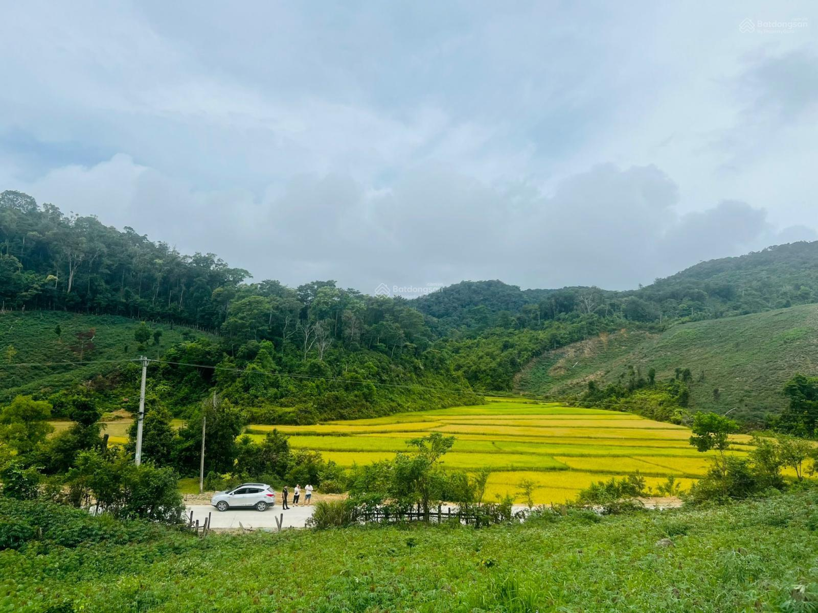 pandada profile picture