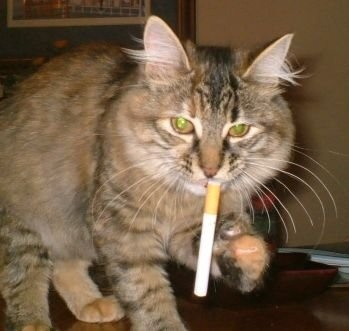 Shep Diqy profile picture