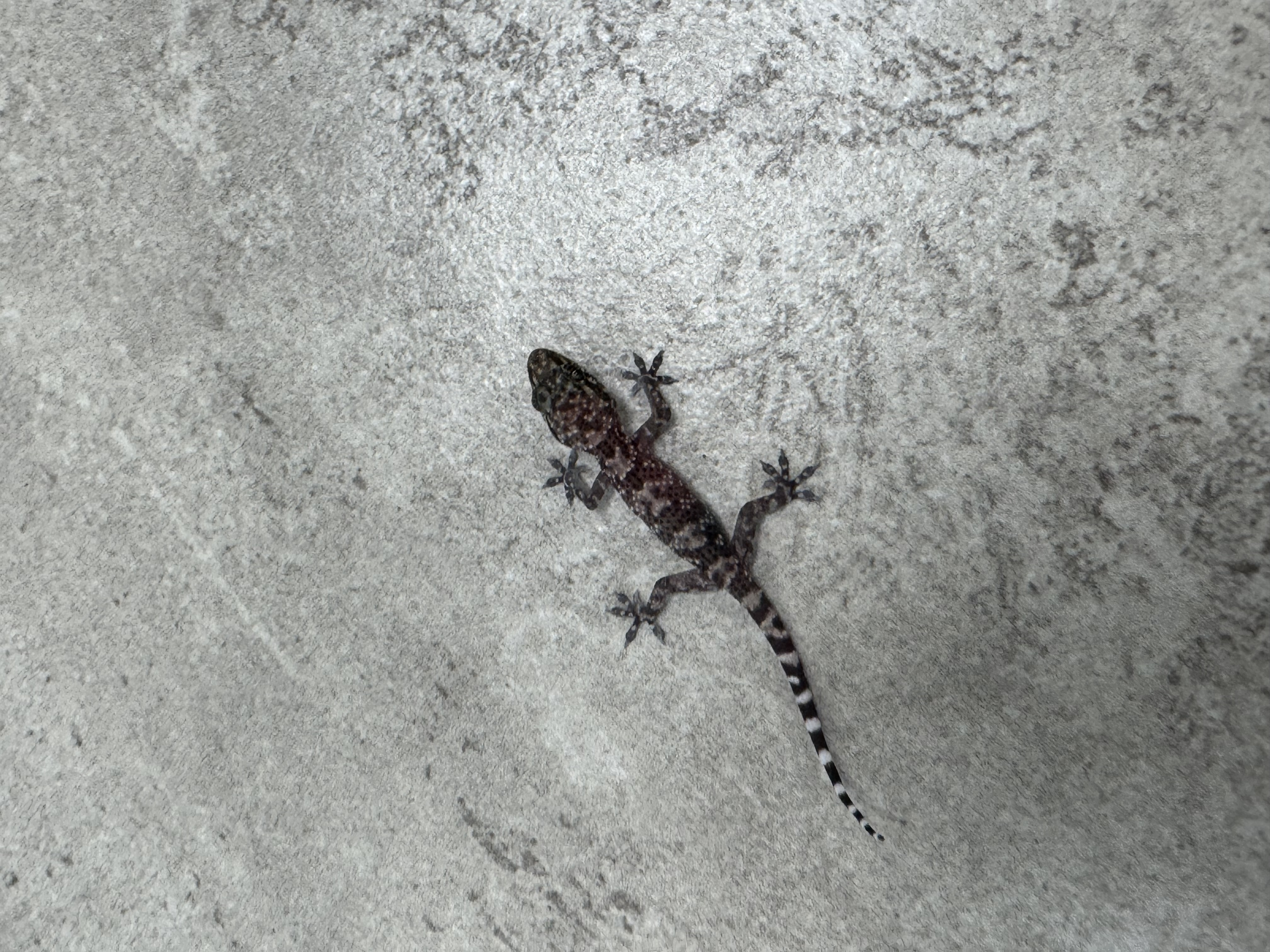 Steven sombr profile picture