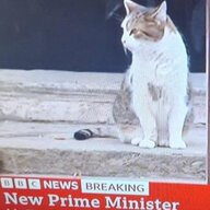 a cat profile picture