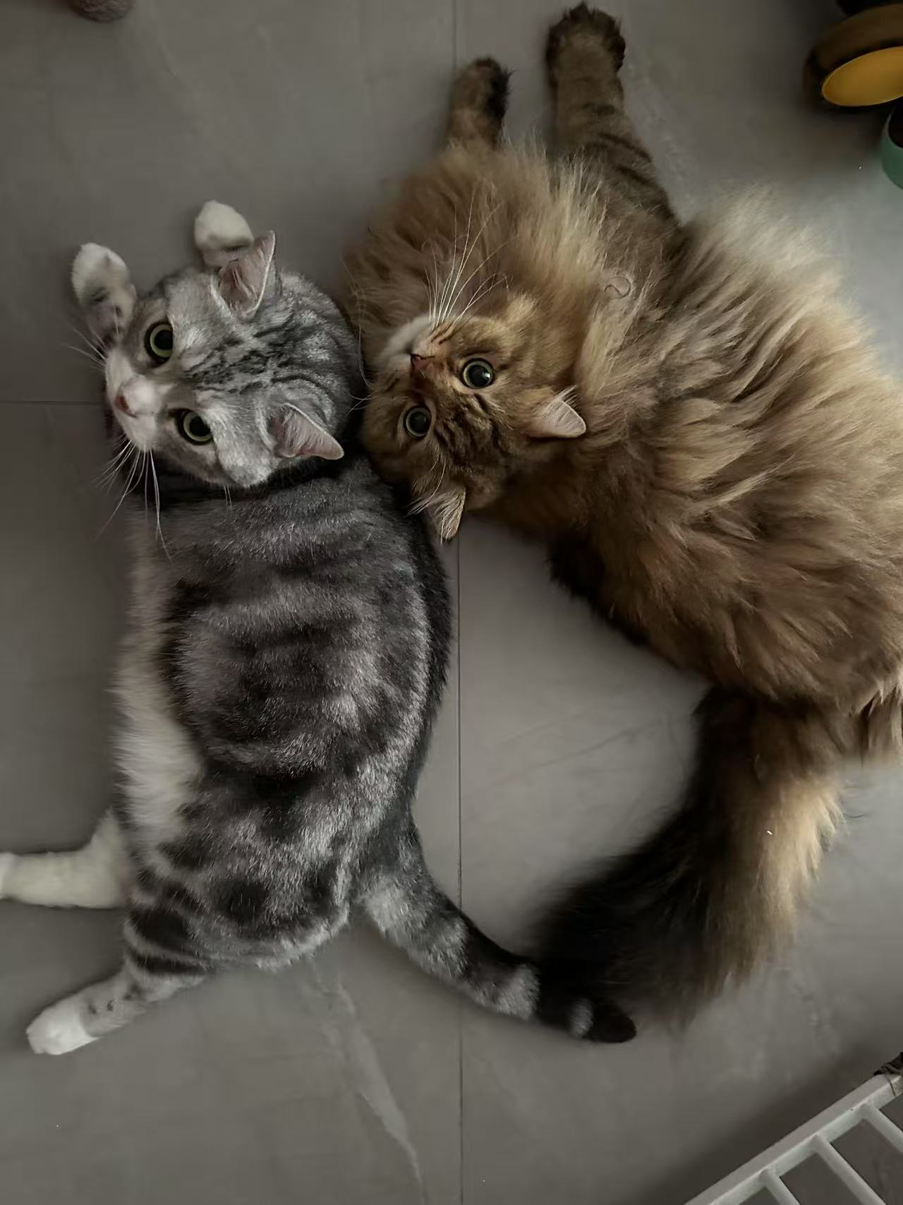 maybe profile picture